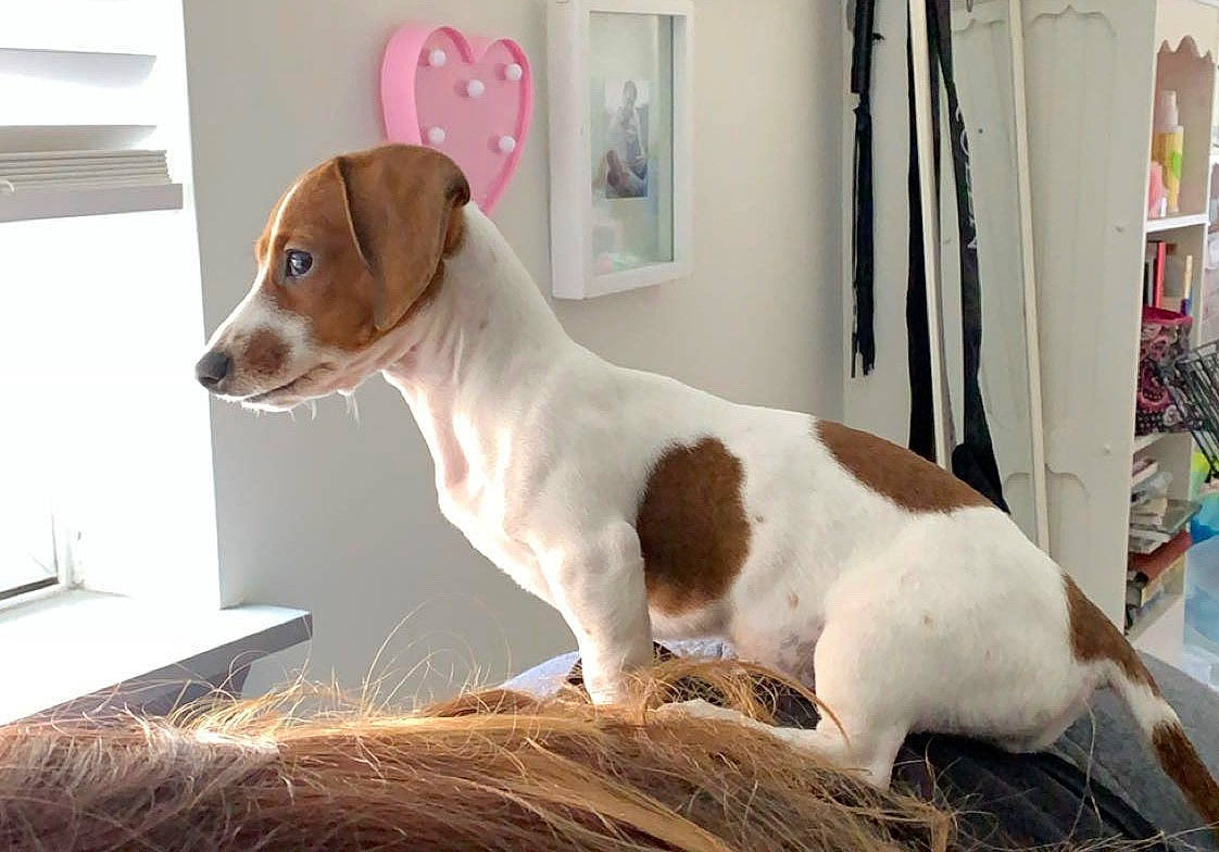 Sunni is registered to the contest to win money with this photo: brazilian_terrier, canidae, carnivore, companion_dog, dog, dog_breed, jack_russell_terrier, mammal, rare_breed_dog, russell_terrier, sporting_group, vertebrate