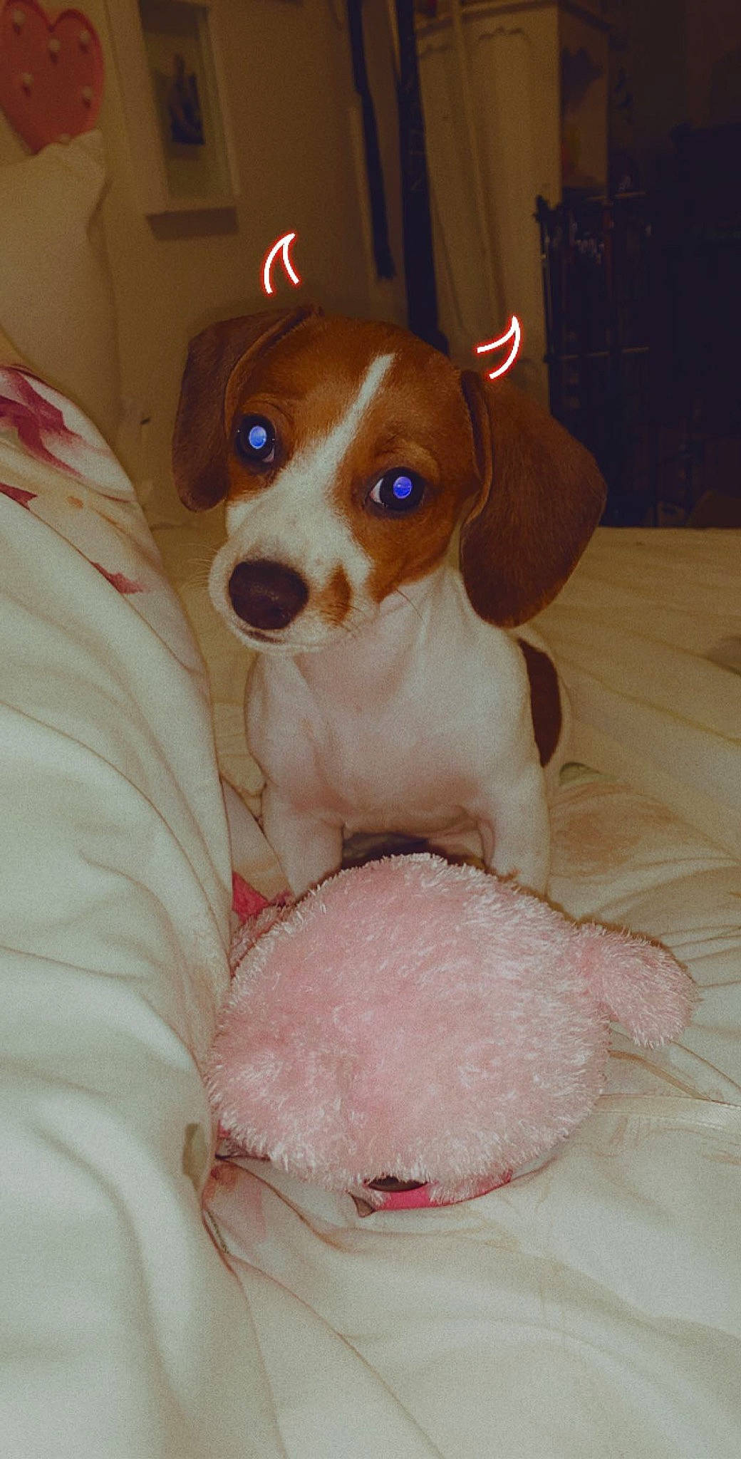 Sunni is registered to the contest to win money with this photo: beagle, brazilian_terrier, canidae, carnivore, companion_dog, dog, dog_breed, ear, harrier, jack_russell_terrier, mammal, miniature_fox_terrier, parson_russell_terrier, pocket_beagle, puppy, rare_breed_dog, rat_terrier, russell_terrier, teddy_roosevelt_terrier, vertebrate