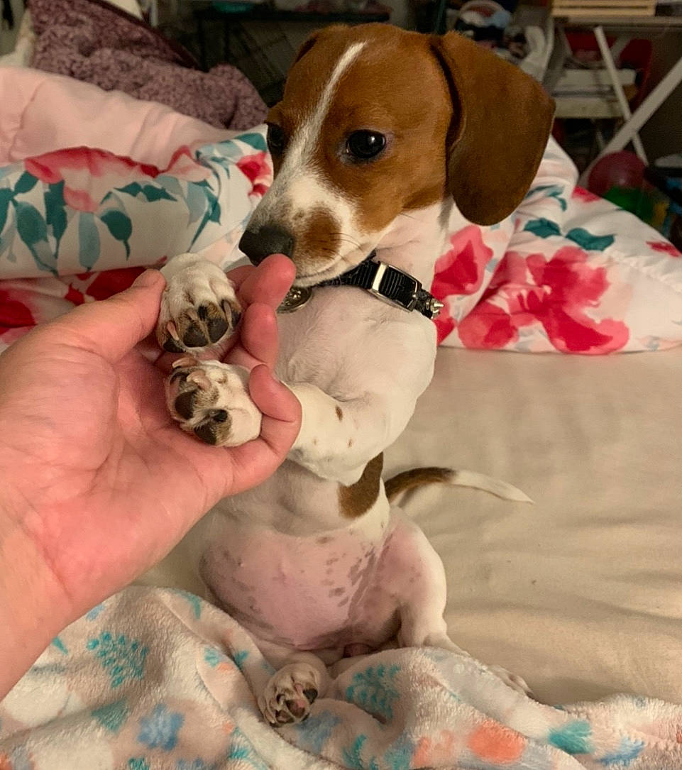 Sunni is registered to the contest to win money with this photo: beagle, canidae, carnivore, companion_dog, dog, dog_breed, drever, fawn, harrier, mammal, pocket_beagle, puppy, puppy_love, russell_terrier, vertebrate