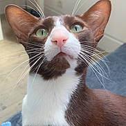 Tiago a rejoint le concours — aidez-le/la à gagner de superbes lots ! animal, brown, cat, closeup, curious, cute, domestic_animal, feline, fur, green_eyes, home, indoor, looking_up, pet, portrait, relaxed, sitting, soft_light, whiskers, white