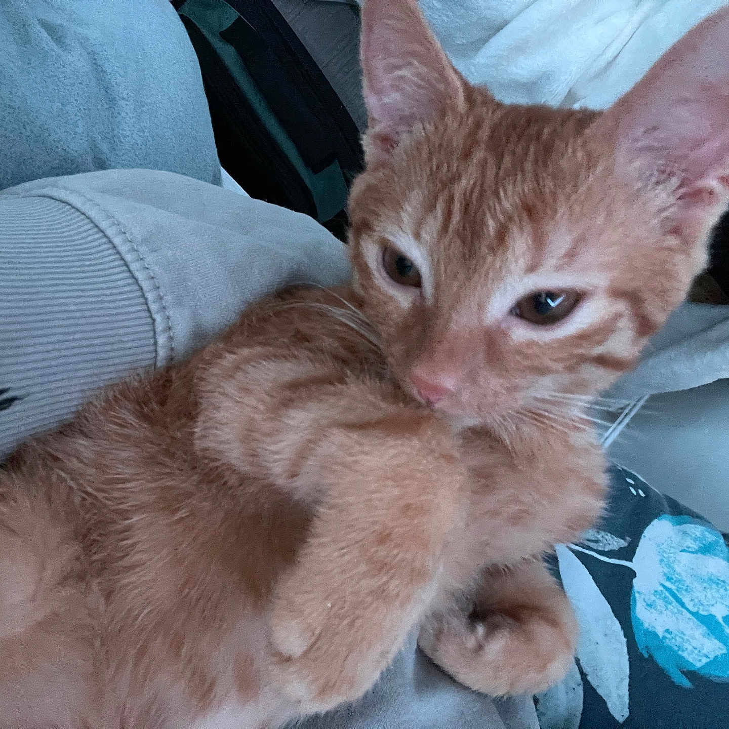 Simba