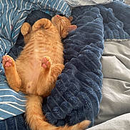 Simba participe au concours pour gagner de l'argent avec cette photo : cat, orange_cat, sleeping, bed, blanket, fur, paw, pink_paw, relaxed, cozy, indoor, pet, animal, cute, resting, home, feline, soft_texture, tail, comfort