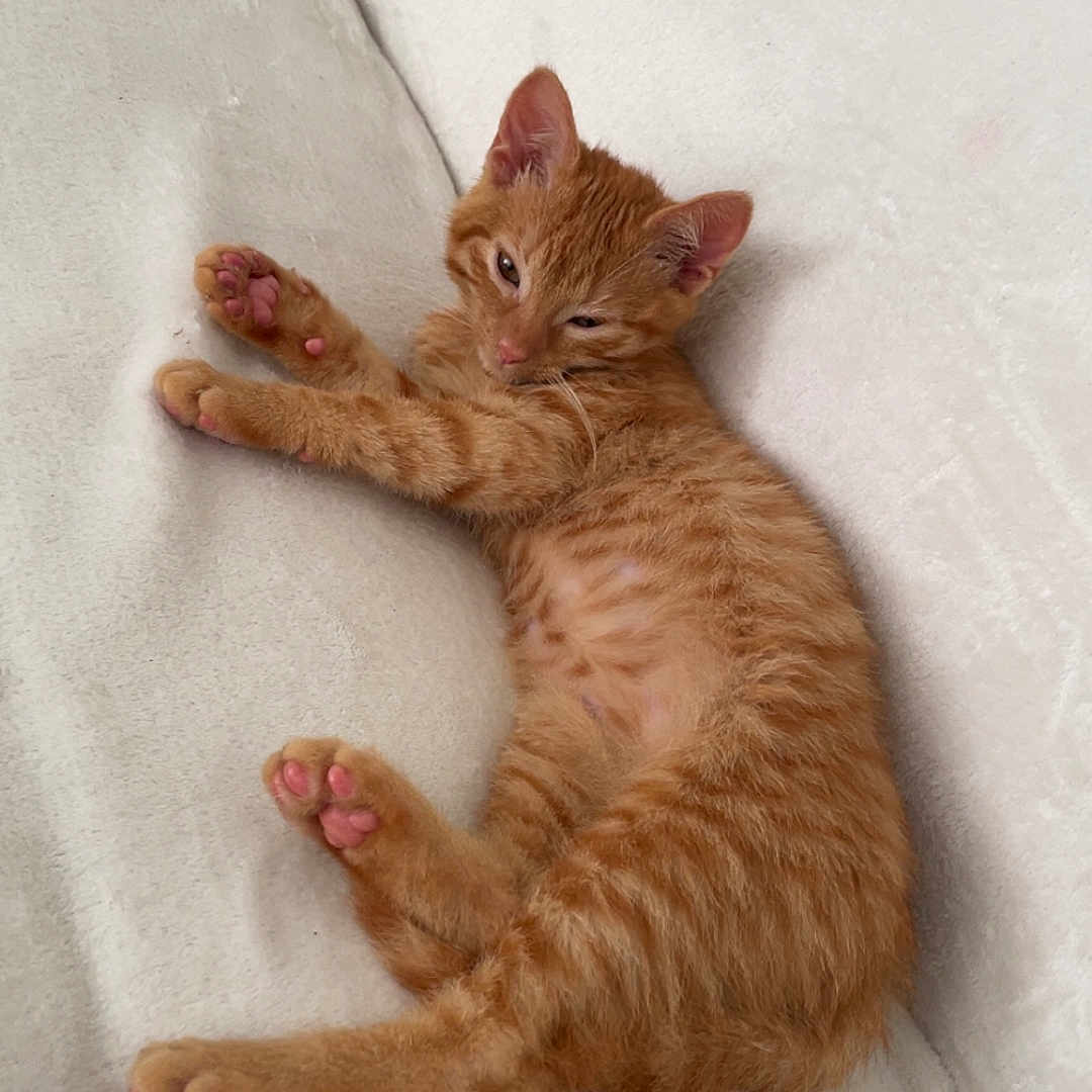 Simba