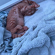 Simba participe au concours pour gagner de l'argent avec cette photo : animal, bed, blanket, cat, comfort, cozy, cute, domestic, fur, furniture, indoor, orange_tabby, paw, pet, relaxation, resting, sleeping, soft_texture, stretching, whiskers