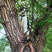 Sosa joined the competition — help win amazing prizes! cat, tree, branches, leaves, nature, outdoor, animal, pet, fur, greenery, wildlife, closeup, curious, perched, wood, natural, daylight, collar, tag, forest