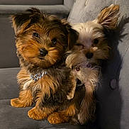 D-Lo joined the competition — help win amazing prizes! adorable, animal, brown, closeup, collar, companionship, couch, cute, dog, domestic_animal, fluffy, fur, indoor, pet, puppy, sitting, small, snuggle, white, young