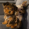 adorable, animal, brown, closeup, collar, companionship, couch, cute, dog, domestic_animal, fluffy, fur, indoor, pet, puppy, sitting, small, snuggle, white, young