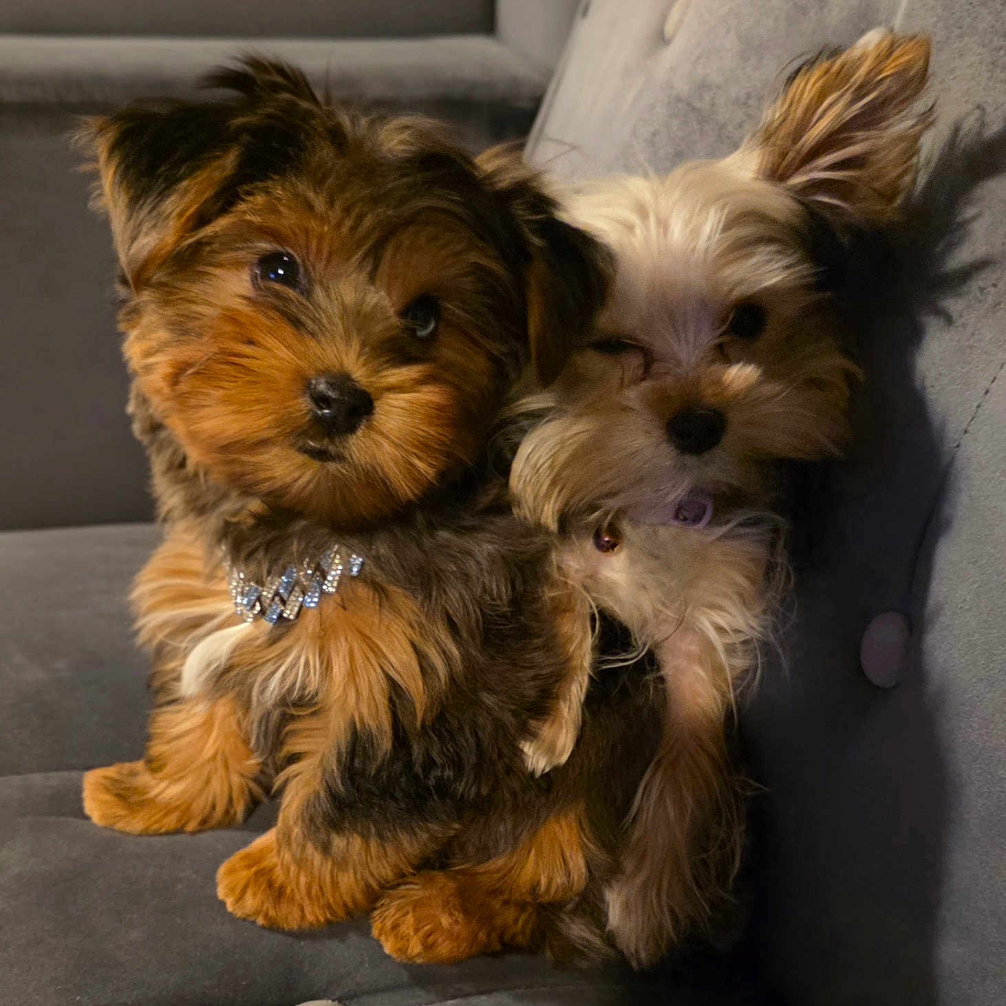 D-Lo