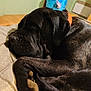 dog, sleeping, black_dog, brindle_coat, paw, blanket, indoor, pet, cozy, resting, animal, collar, closeup, fur, relaxation, cute, companion, domestic_animal, calm, bed