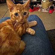 Sophia joined the competition — help win amazing prizes! cat, kitten, orange_cat, pet, indoor, denim, lap, feline, curious, animal, fur, whiskers, ears, floor, shoe, basket, sitting, closeup, domestic_animal, cozy