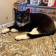 Loki is registered to the contest to win money with this photo: cat, tuxedo_cat, indoor, bedspread, patterned_fabric, yellow_eyes, furniture, dresser, clutter, curious, relaxed, pet, animal, cozy, resting, black_and_white, domestic_cat, home, room, sleepy