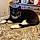 Loki