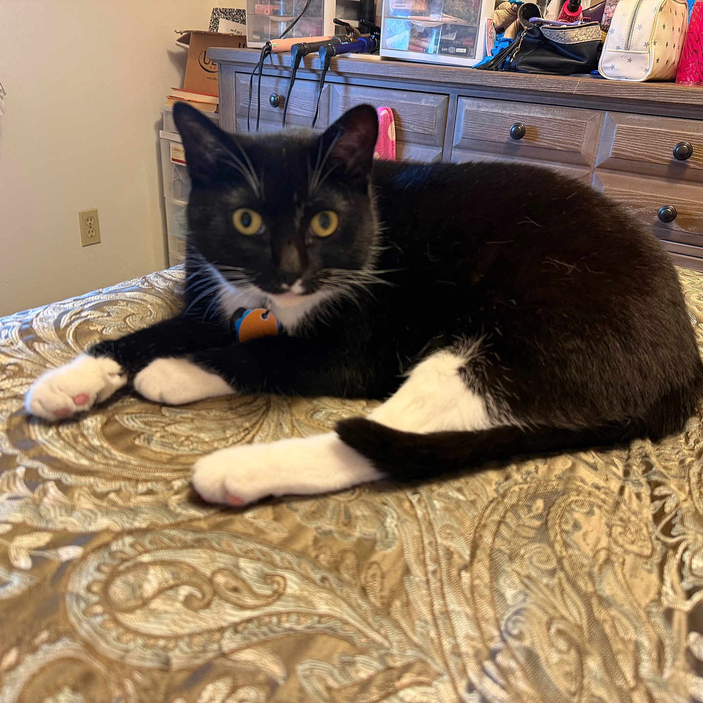 Loki is registered to the contest to win money with this photo: cat, tuxedo_cat, indoor, bedspread, patterned_fabric, yellow_eyes, furniture, dresser, clutter, curious, relaxed, pet, animal, cozy, resting, black_and_white, domestic_cat, home, room, sleepy