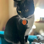 Terra Lynn joined the competition — help win amazing prizes! animal, black_and_white, blurred_background, cat, close_up, collar, cozy, curious, domestic, feline, fur, household, indoor, orange_tag, pet, portrait, sitting, soft_light, whiskers, yellow_eyes
