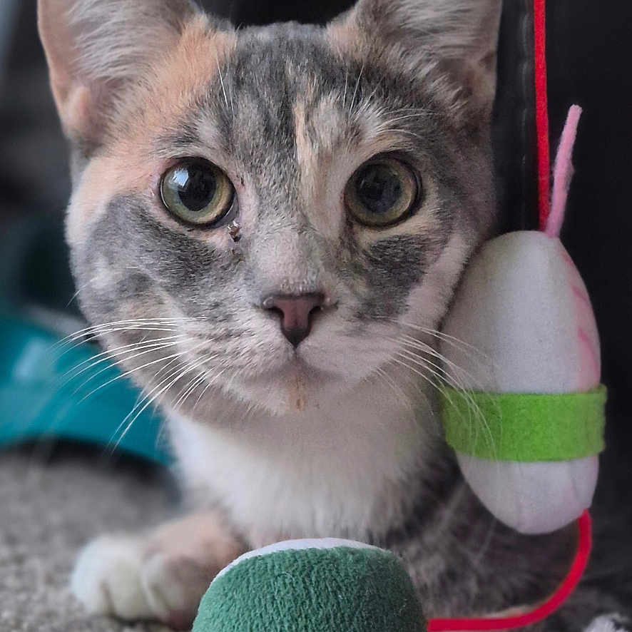 Astrid joined the competition — help win amazing prizes! cat, animal, pet, feline, toy, plush_toy, carpet, indoor, closeup, face, whiskers, ears, eyes, curious, lying_down, soft_toys, playful, gray, white, cute