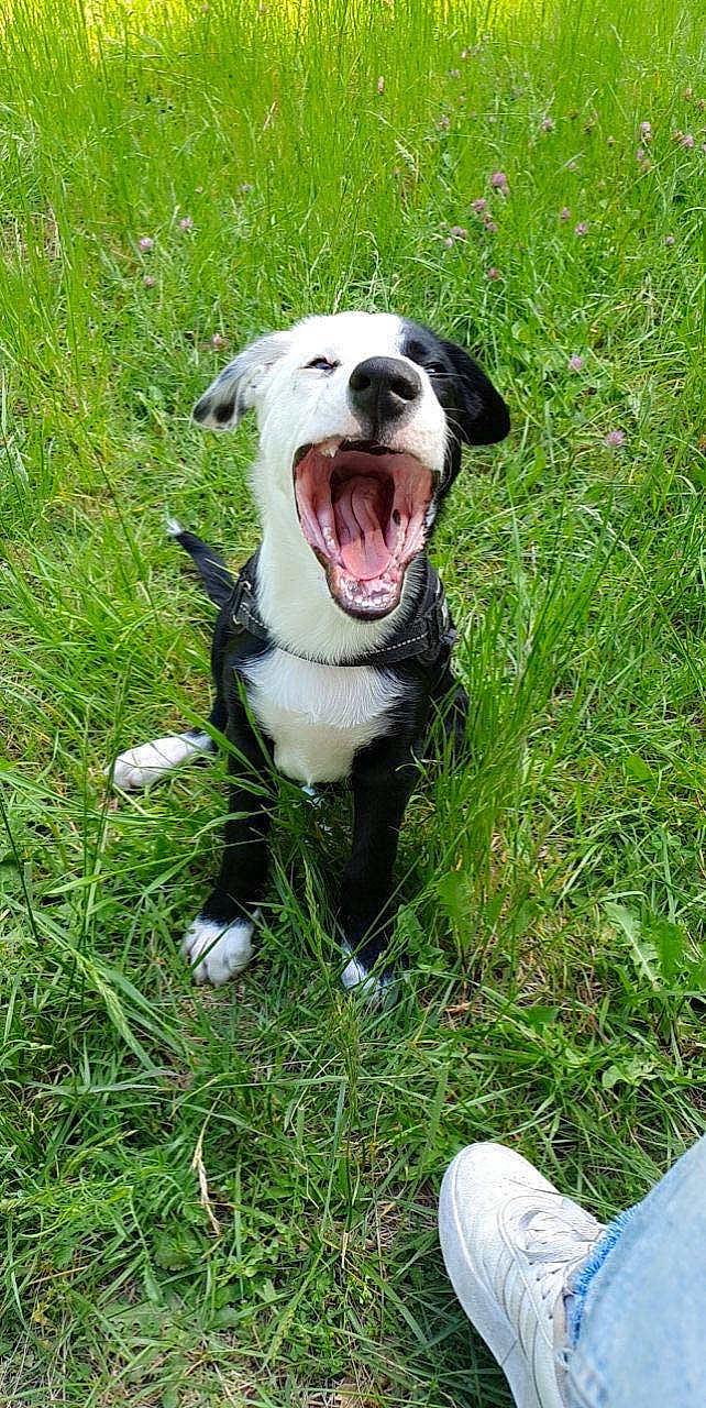 Hiro De La Patata participe au concours pour gagner de l'argent avec cette photo : canidae, carnivore, collar, companion_dog, dog, dog_breed, dog_collar, fang, grass, grassland, groundcover, guard_dog, herbaceous_plant, lawn, plant, smile, sporting_group, whiskers, working_dog, yawn