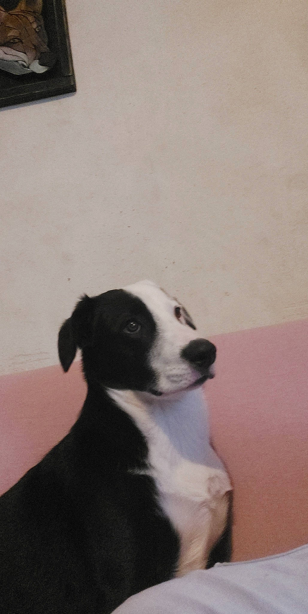 Hiro De La Patata a rejoint le concours — aidez-le/la à gagner de superbes lots ! canidae, carnivore, companion_dog, dog, dog_breed, flooring, hardwood, non_sporting_group, snout, sporting_group, terrestrial_animal, whiskers, wood, working_animal, working_dog