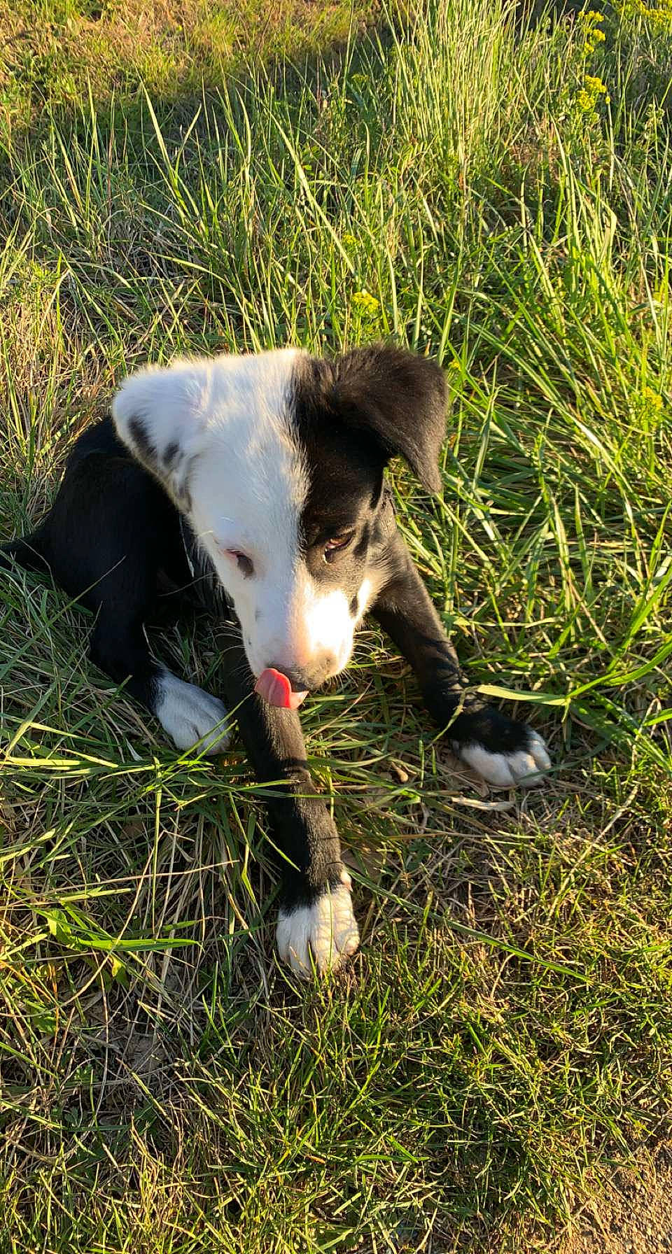 Hiro De La Patata participe au concours pour gagner de l'argent avec cette photo : canidae, carnivore, companion_dog, dog, dog_breed, grass, grassland, herbaceous_plant, hunting_dog, non_sporting_group, pasture, plant, puppy, snout, sporting_group, tail, terrestrial_animal, whiskers, working_animal, working_dog