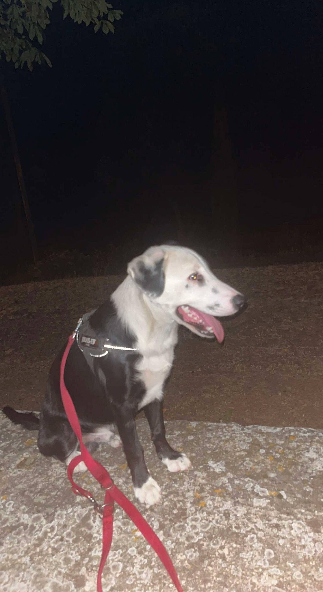 Hiro De La Patata participe au concours pour gagner de l'argent avec cette photo : borador, canidae, carnivore, collar, companion_dog, dog, dog_breed, dog_collar, dog_supply, fawn, hunting_dog, non_sporting_group, paw, pet_supply, snout, sporting_group, tail, terrestrial_animal, whiskers, working_animal