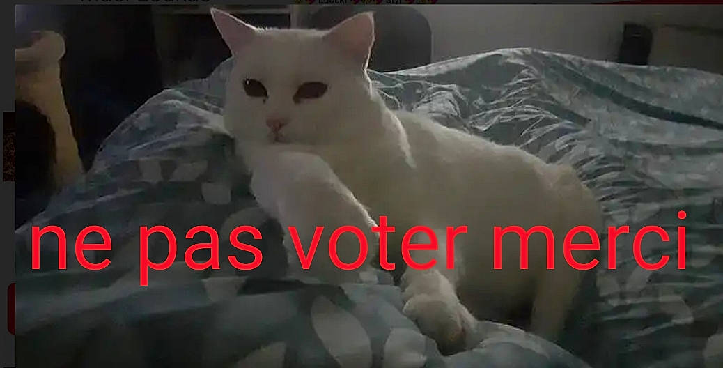 Loé a rejoint le concours — aidez-le/la à gagner de superbes lots ! carnivore, cat, darkness, domestic_short_haired_cat, eye, fang, felidae, font, fur, organism, paw, photo_caption, small_to_medium_sized_cats, snout, tail, terrestrial_animal, whiskers, white