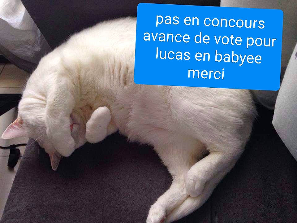 Loé a rejoint le concours — aidez-le/la à gagner de superbes lots ! canidae, carnivore, cat, claw, comfort, companion_dog, dog_breed, fawn, felidae, fur, gesture, mammal, paw, photo_caption, small_to_medium_sized_cats, snout, sporting_group, tail, vertebrate, whiskers