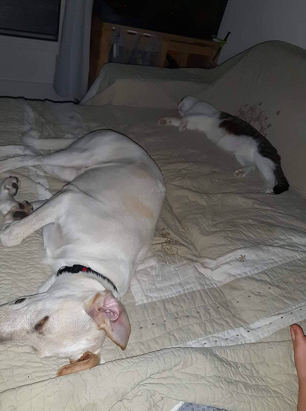 Mr Popin participe au concours pour gagner de l'argent avec cette photo : canidae, carnivore, cat, dog_breed, fawn, felidae, floor, flooring, kitten, leg, non_sporting_group, small_to_medium_sized_cats, tail