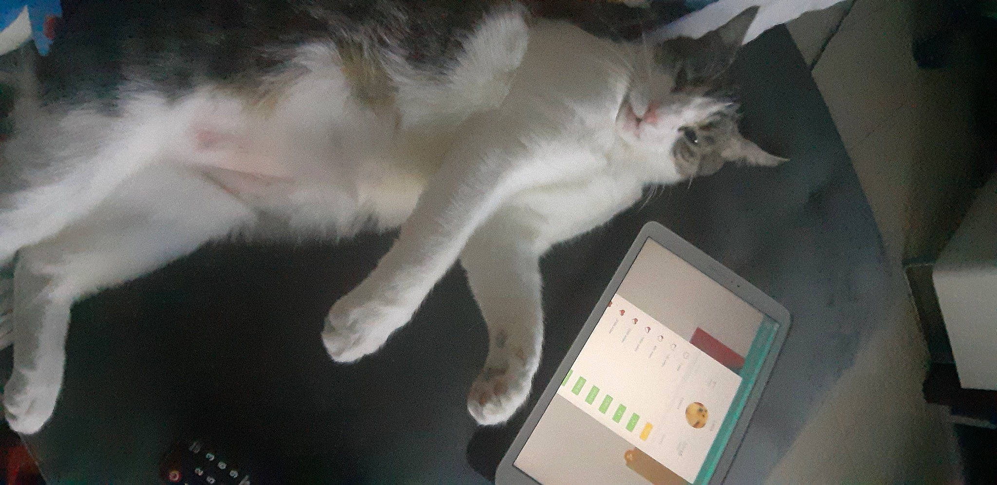 Mr Popin a rejoint le concours — aidez-le/la à gagner de superbes lots ! aegean_cat, carnivore, cat, domestic_short_haired_cat, european_shorthair, felidae, fur, kitten, mammal, norwegian_forest_cat, paw, polydactyl_cat, small_to_medium_sized_cats, tail, turkish_angora, whiskers