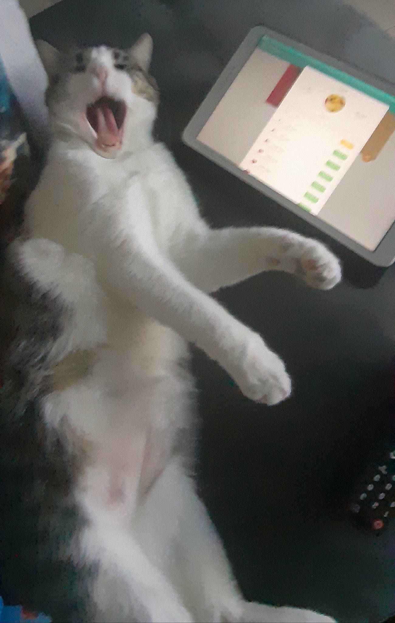 Mr Popin a rejoint le concours — aidez-le/la à gagner de superbes lots ! american_curl, carnivore, cat, ear, electronic_device, eye, facial_expression, felidae, fur, nose, organ, paw, photo_caption, polydactyl_cat, small_to_medium_sized_cats, snout, tail, turkish_angora, turkish_van, whiskers