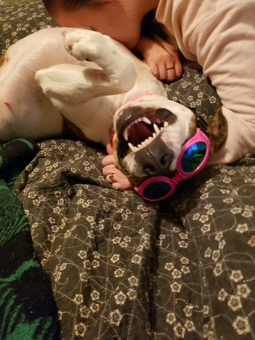 Abbie is registered to the contest to win money with this photo: american_bulldog, boston_terrier, canidae, carnivore, dog, non_sporting_group, pointer