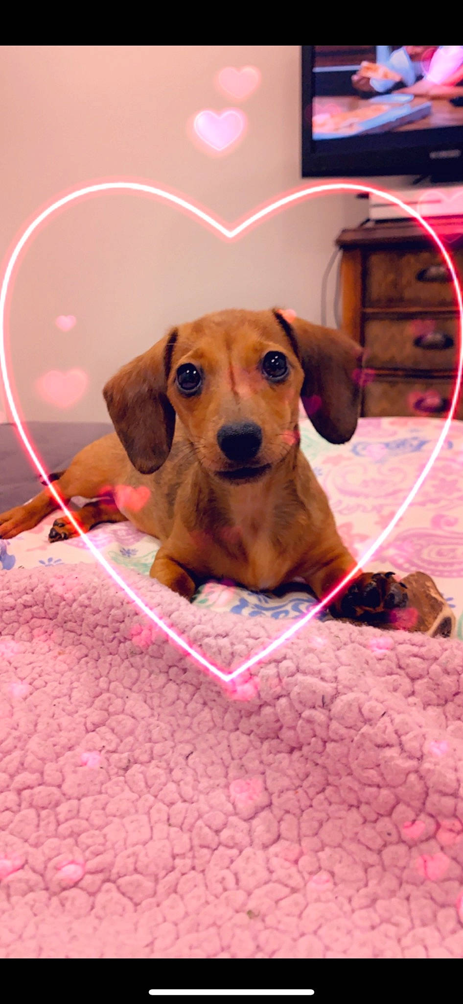 Bailey joined the competition — help win amazing prizes! canidae, carnivore, collar, companion_dog, dog, dog_breed, dog_supply, fawn, hound, liver, magenta, pet_supply, pink, puppy, snout, sporting_group, thread, toy, working_animal, working_dog