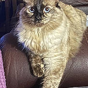 Cat joined the competition — help win amazing prizes! cat, fluffy, wide_eyes, feline, pet, indoor, leather_chair, paw, relaxed, cozy, home, furniture, brown, cream, portrait, sitting, cute, animal, domestic, furry