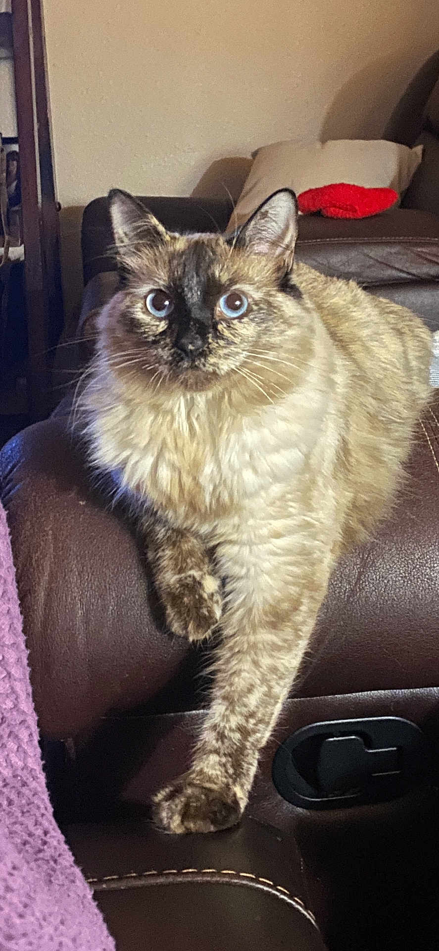 Cat joined the competition — help win amazing prizes! cat, fluffy, wide_eyes, feline, pet, indoor, leather_chair, paw, relaxed, cozy, home, furniture, brown, cream, portrait, sitting, cute, animal, domestic, furry