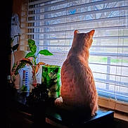 Tinkerbell is registered to the contest to win money with this photo: cat, orange_cat, window, blinds, plant, green_plant, decor, indoor, animal, pet, furniture, table, light, shadow, home, looking_out, quiet, still_life, cozy, domestic