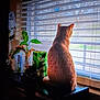 cat, orange_cat, window, blinds, plant, green_plant, decor, indoor, animal, pet, furniture, table, light, shadow, home, looking_out, quiet, still_life, cozy, domestic
