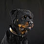 rottweiler, dog, pet, portrait, black_background, canine, animal, collar, muzzle, ears, fur, domestic_animal, looking_away, alert, closeup, head, brown_eyes, black_fur, snout, studio_lighting
