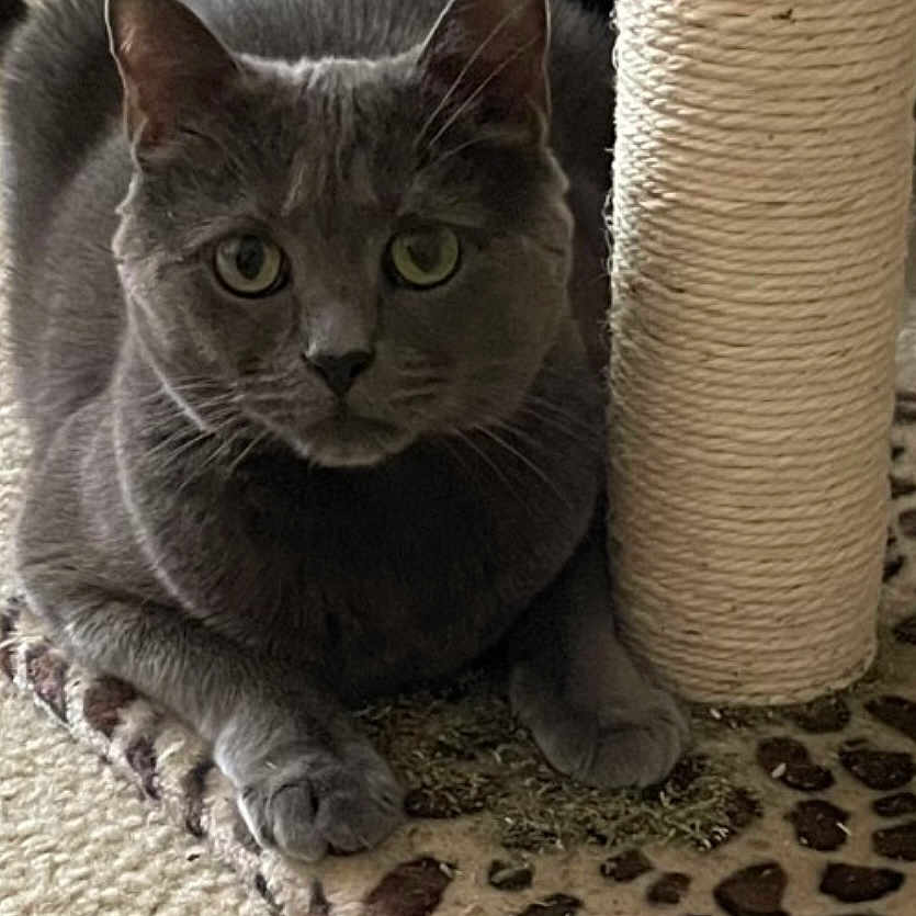 Freya