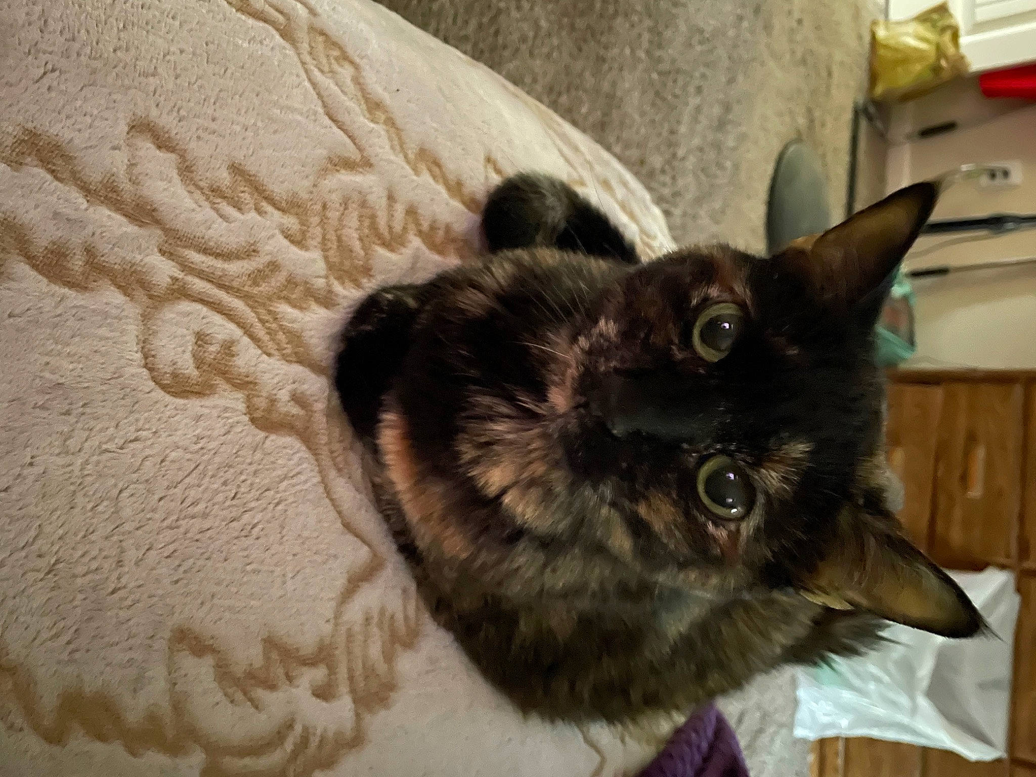 Lily joined the competition — help win amazing prizes! black_cat, carnivore, cat, cat_supply, claw, comfort, dog_breed, domestic_short_haired_cat, felidae, fur, linens, paw, small_to_medium_sized_cats, snout, tail, thai, tonkinese, whiskers, wood