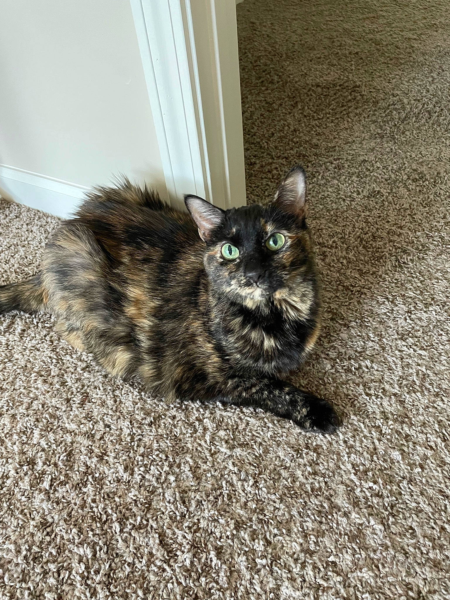 Lily joined the competition — help win amazing prizes! asphalt, carnivore, cat, claw, cobblestone, domestic_short_haired_cat, felidae, flooring, fur, grass, grey, paw, road_surface, sitting, small_to_medium_sized_cats, snout, soil, tail, terrestrial_animal, whiskers