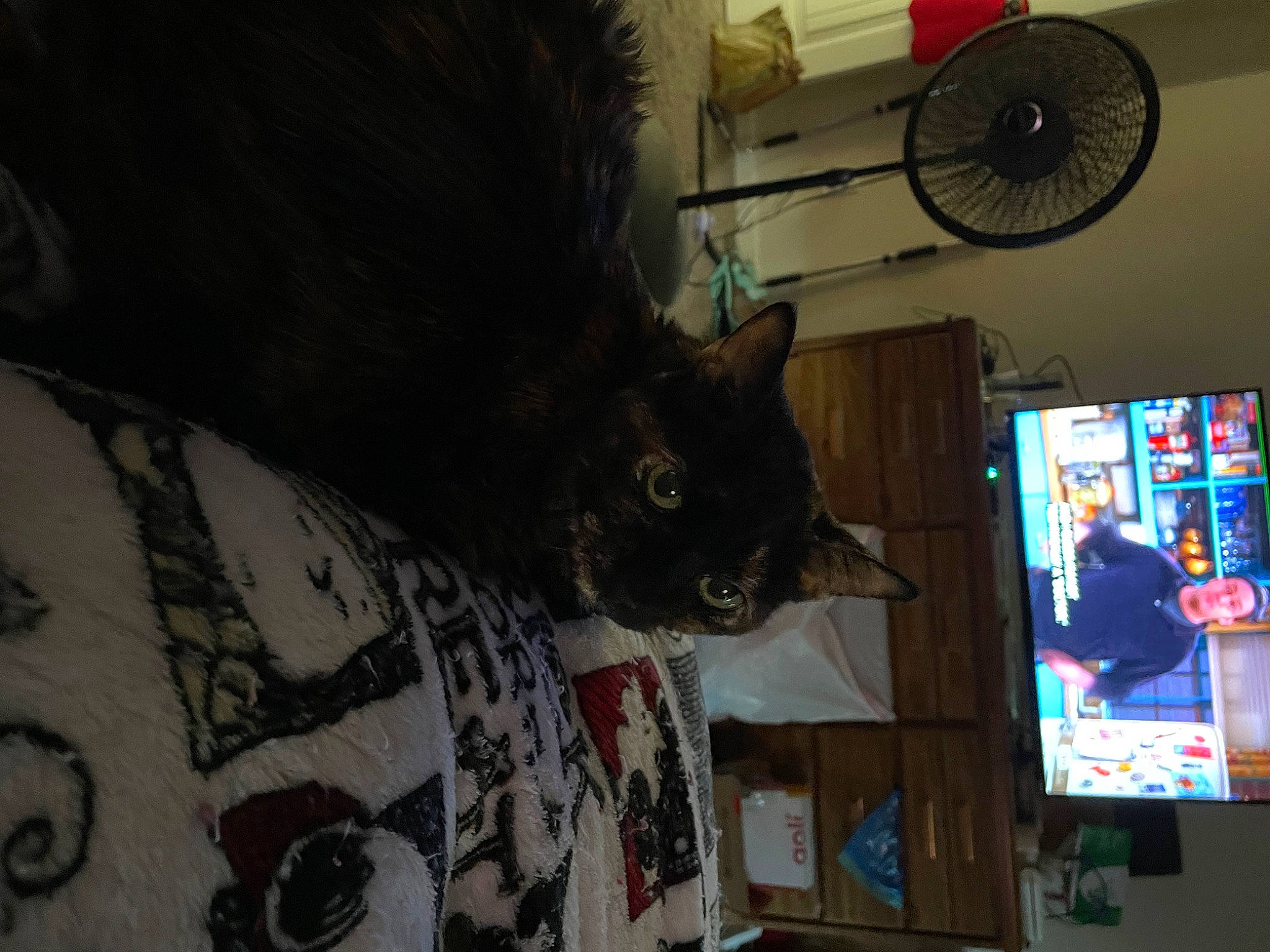 Lily is registered to the contest to win money with this photo: carnivore, cat, display_device, domestic_short_haired_cat, felidae, fur, home_appliance, house, machine, mechanical_fan, room, shelf, shelving, small_to_medium_sized_cats, tail, television, television_set, tree, visual_arts, whiskers