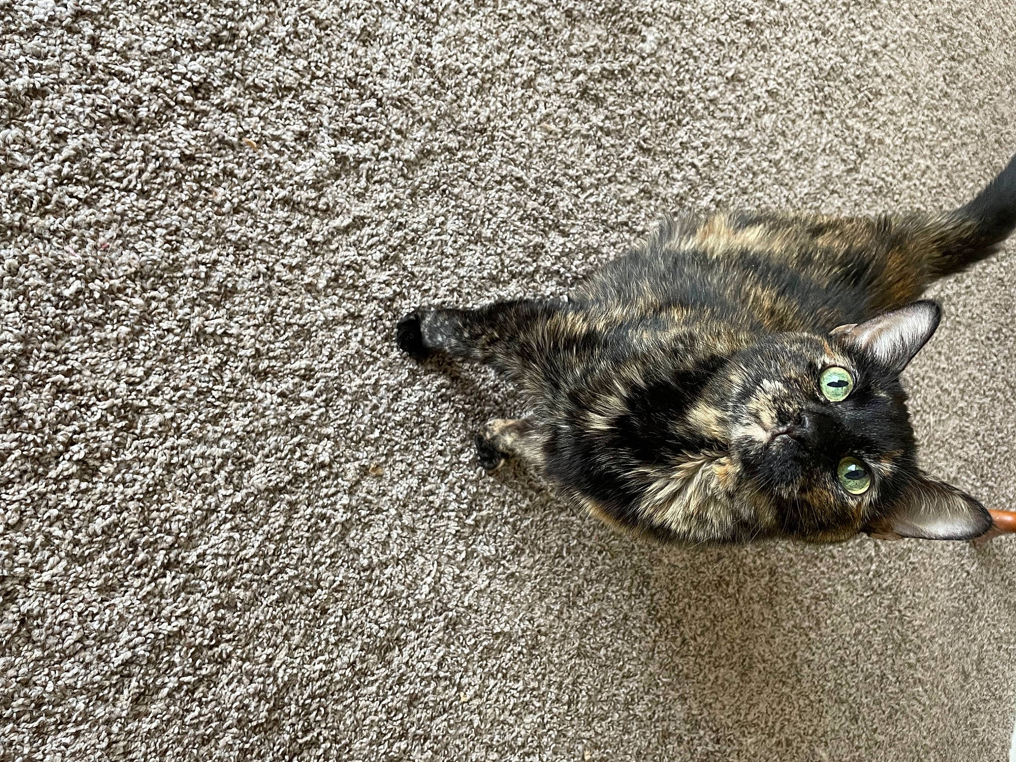 Lily is registered to the contest to win money with this photo: asphalt, black_cat, carnivore, cat, claw, domestic_short_haired_cat, felidae, flooring, fur, grass, grey, paw, road_surface, small_to_medium_sized_cats, snout, soil, tail, tar, terrestrial_animal, whiskers