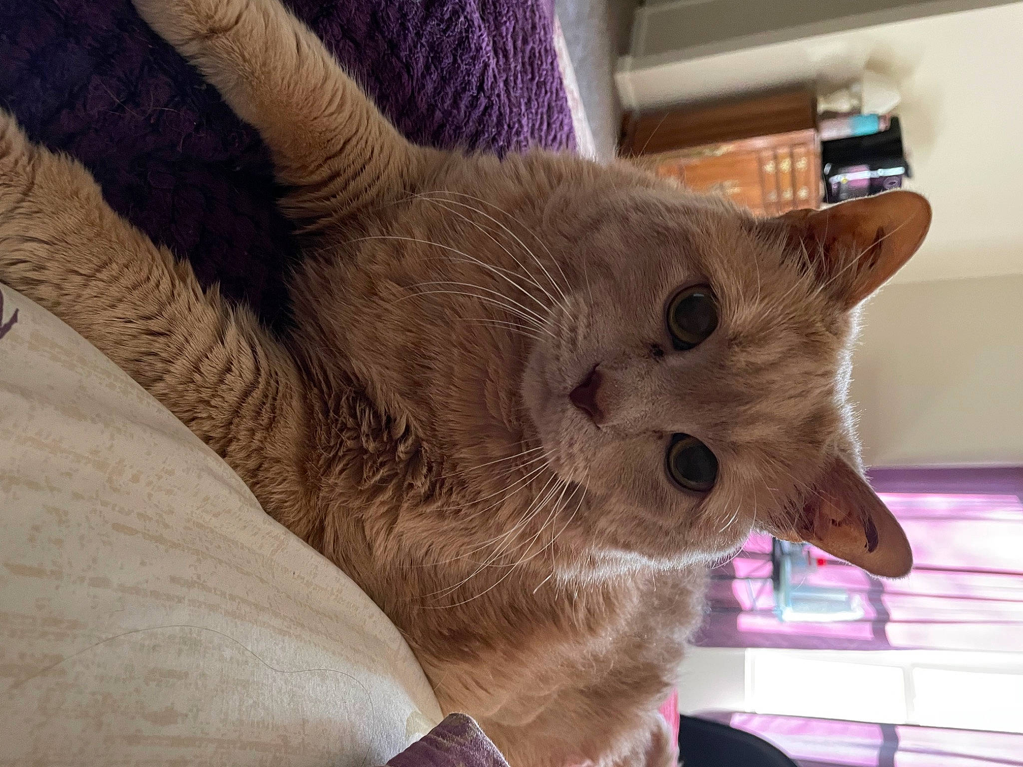 Cougar is registered to the contest to win money with this photo: balinese, box, carnivore, cat, cat_supply, chartreux, claw, collar, comfort, domestic_short_haired_cat, fawn, felidae, fur, small_to_medium_sized_cats, snout, tail, thai, tonkinese, whiskers, window