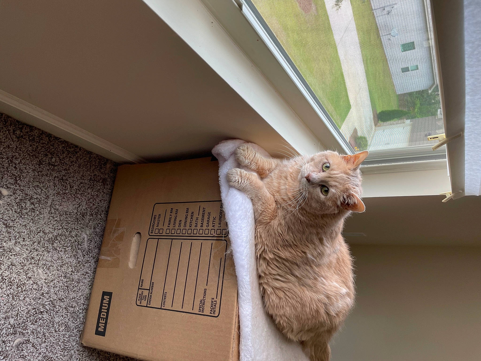 Cougar is registered to the contest to win money with this photo: art, carnivore, cat, claw, domestic_short_haired_cat, fawn, felidae, flooring, fur, house, numeric_keypad, sculpture, small_to_medium_sized_cats, snout, space_bar, tail, terrestrial_animal, whiskers, window, wood
