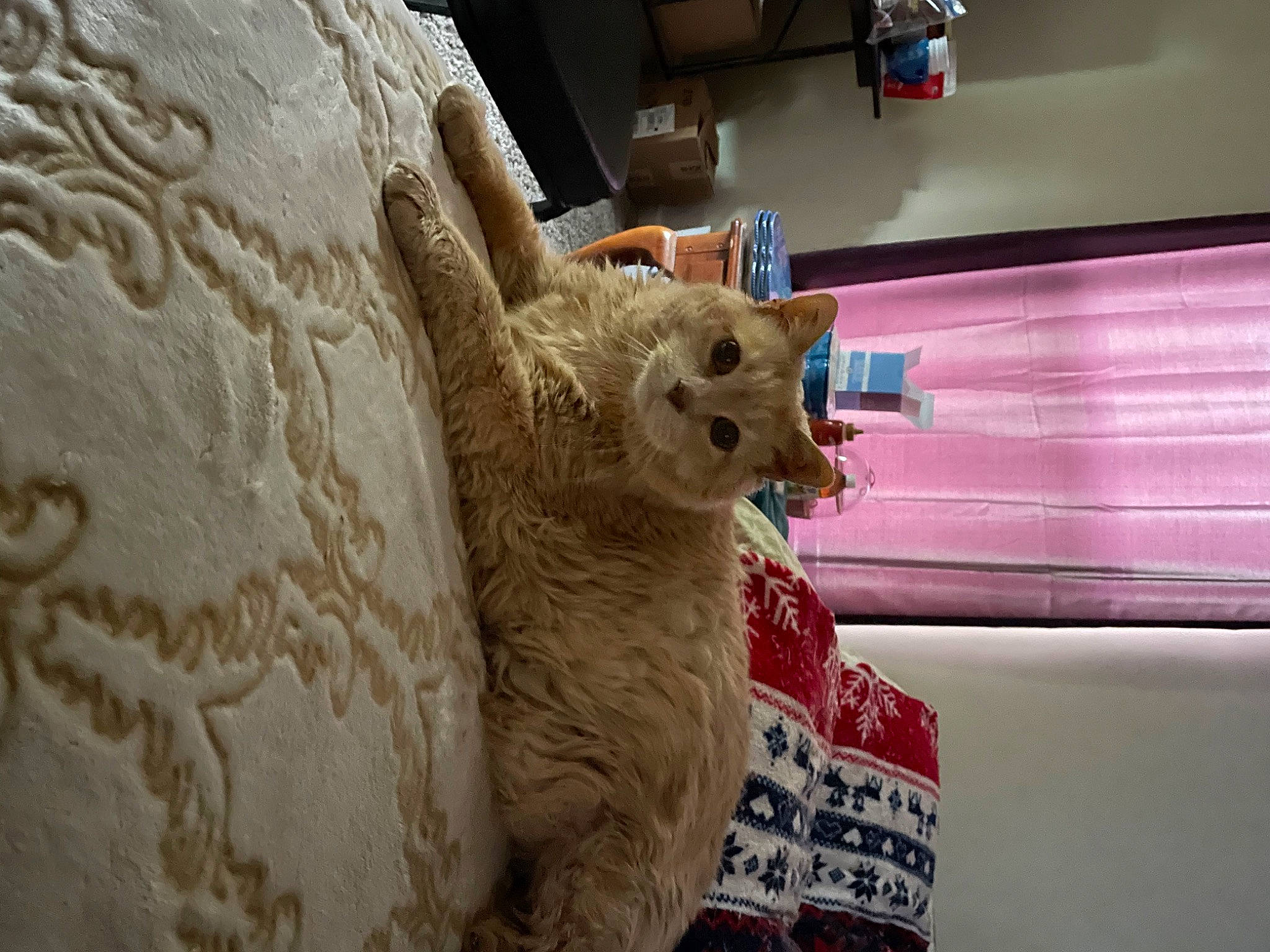 Cougar joined the competition — help win amazing prizes! ancient_history, art, artifact, carving, felidae, fur, handwriting, linens, room, sand, sculpture, sheep, small_to_medium_sized_cats, snout, statue, teddy_bear, textile, visual_arts, wall, wood