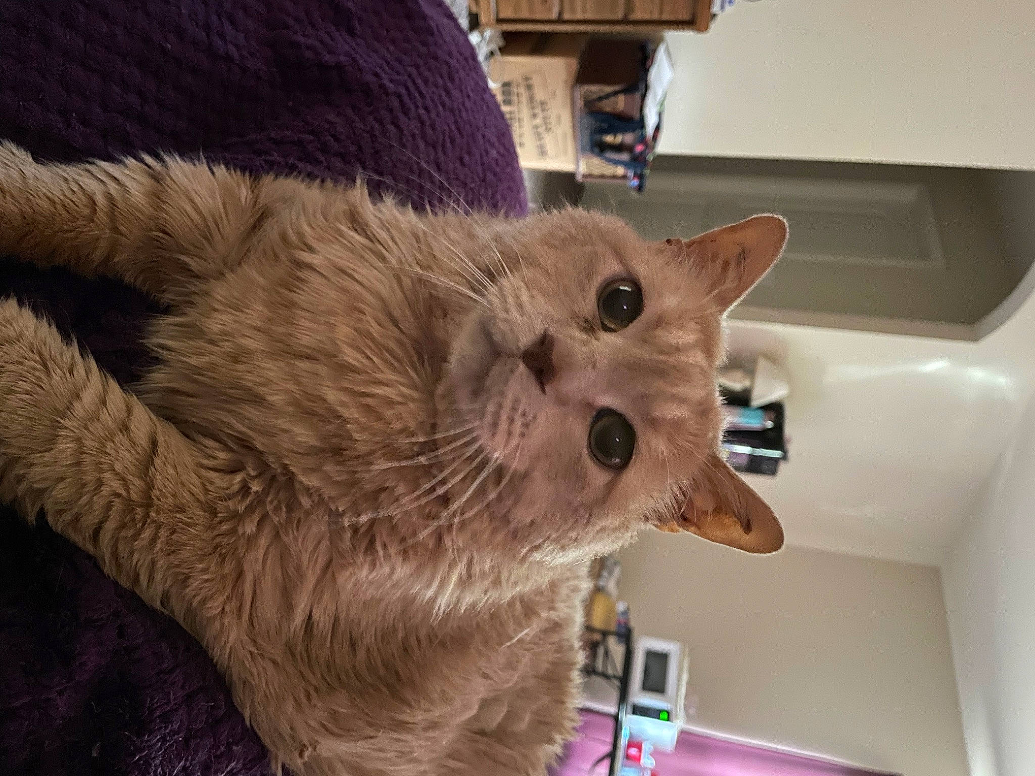 Cougar is registered to the contest to win money with this photo: canidae, carnivore, cat, claw, companion_dog, dog_breed, domestic_short_haired_cat, ear, fawn, felidae, fur, paw, room, small_to_medium_sized_cats, snout, sporting_group, tail, tonkinese, whiskers, wood