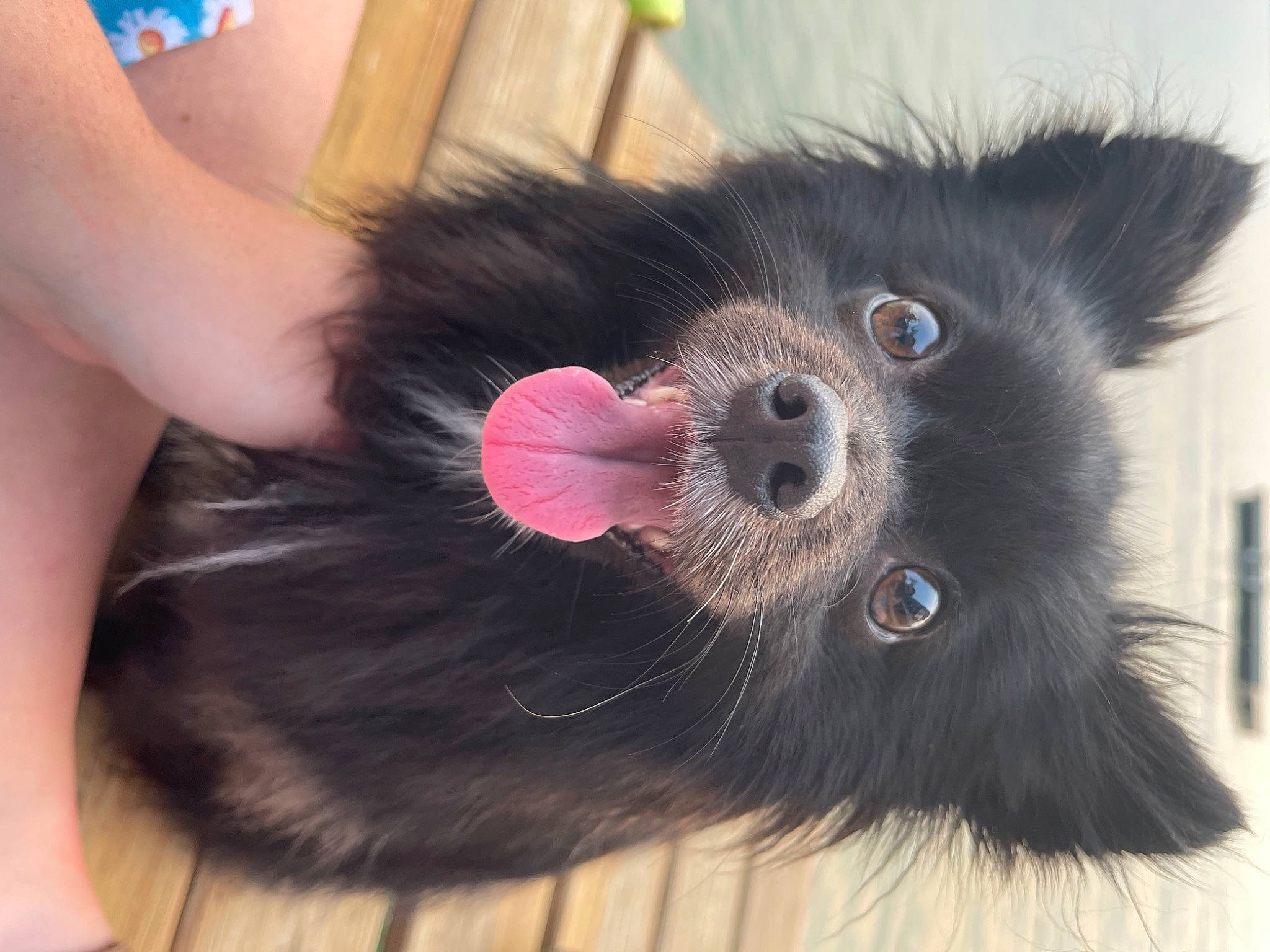 Kaiju is registered to the contest to win money with this photo: canidae, carnivore, claw, companion_dog, dog_breed, electric_blue, fawn, felidae, foot, fur, liver, nail, paw, small_to_medium_sized_cats, snout, sporting_group, tail, toy_dog, whiskers, working_animal