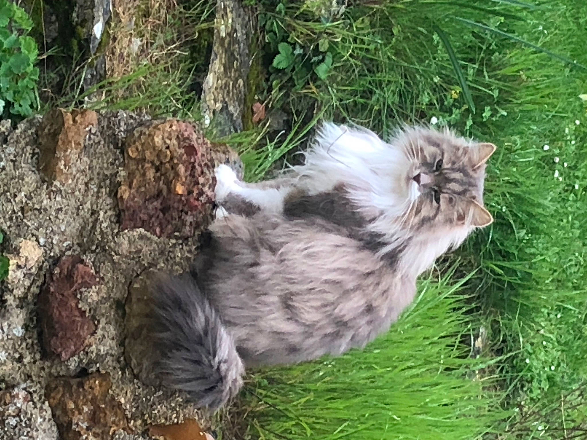 Olive a rejoint le concours — aidez-le/la à gagner de superbes lots ! beak, canidae, carnivore, cat, dog_breed, domestic_short_haired_cat, felidae, fur, grass, groundcover, plant, ragdoll, small_to_medium_sized_cats, sporting_group, tail, terrestrial_animal, tree, trunk, whiskers, wildlife