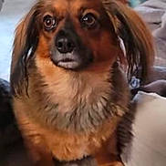 Gracie joined the competition — help win amazing prizes! animal, brown, carpet, companion, cozy, cute, dog, domestic, ears, eyes, fluffy, fur, home, indoor, looking_up, mammal, nose, paws, pet, sitting