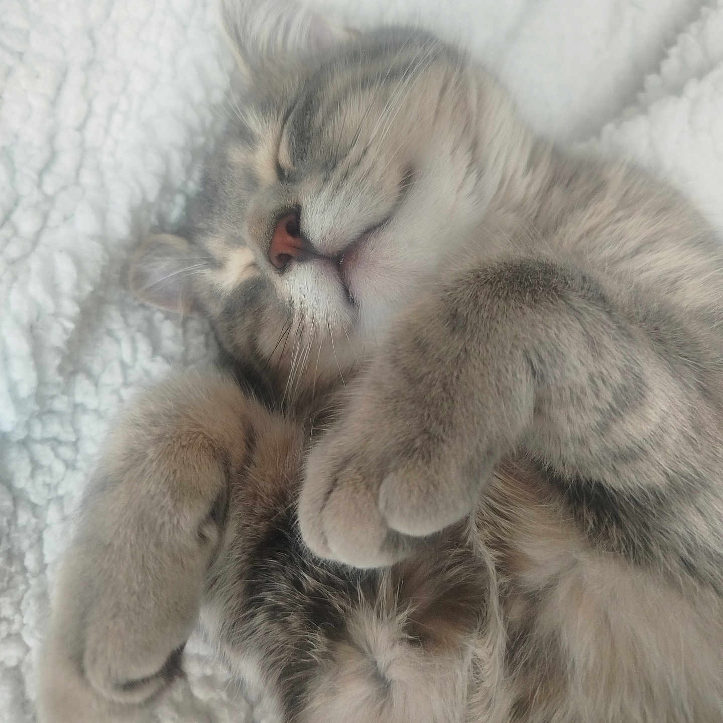Misti participe au concours pour gagner de l'argent avec cette photo : abyssinian, animal, blanket, bodypart, cat, couch, face, furniture, head, kitten, manx, mouth, person, pet, photography, portrait, quilt, siamese, sleeping