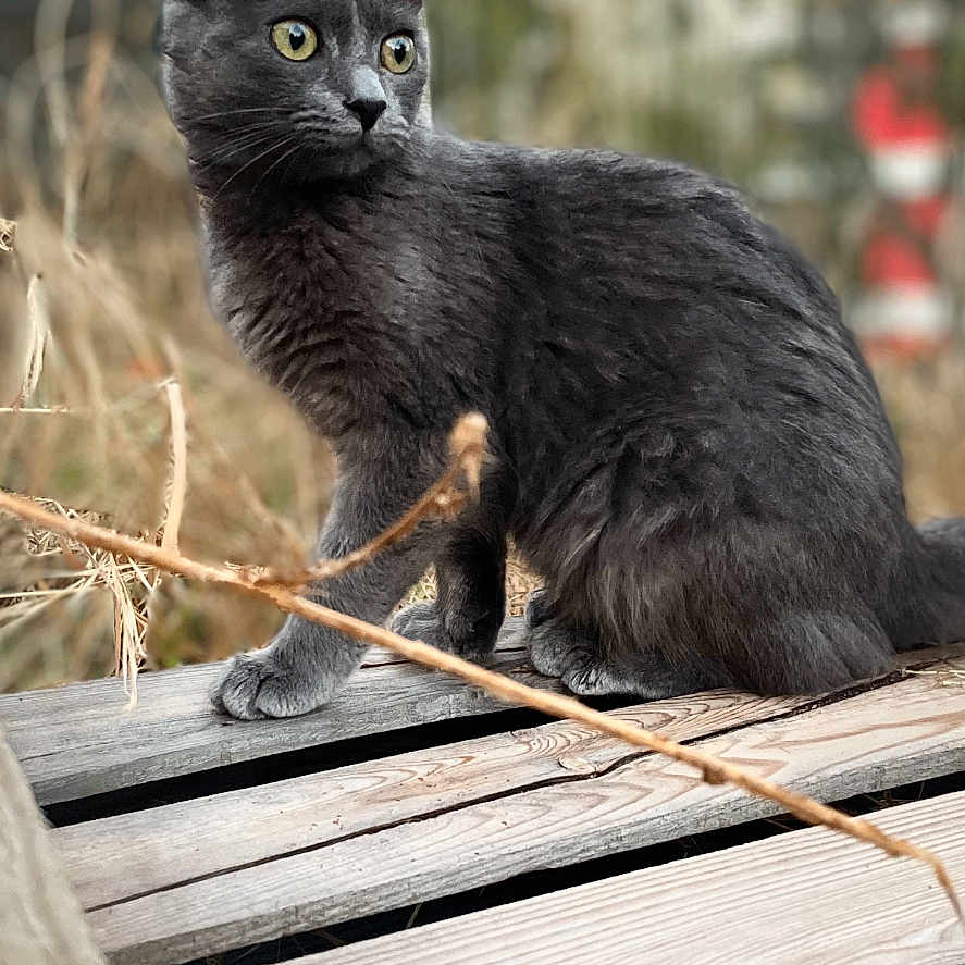 Yumi participe au concours pour gagner de l'argent avec cette photo : abyssinian, animal, architecture, blackcat, boardwalk, bridge, building, cat, deck, hardwood, house, housing, kitten, manx, person, pet, plywood, porch, water, wood