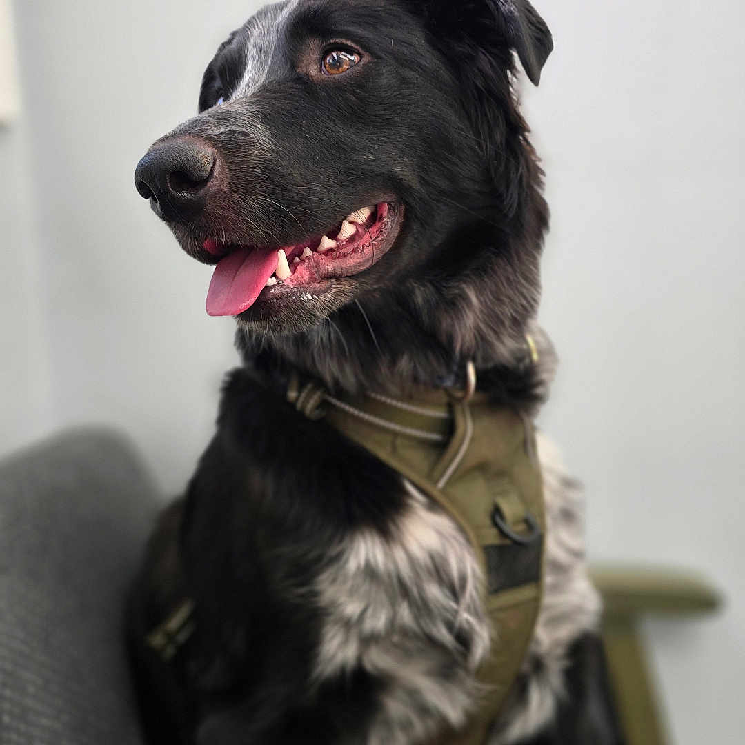 Finley Faraday joined the competition — help win amazing prizes! animal, black_and_white, brown_eyes, canine, chair, close_up, dog, domestic, ears, fur, happy, harness, indoor, looking_away, pet, portrait, sitting, snout, tongue_out, whiskers